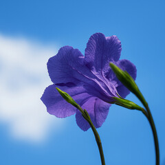 Minimal Purple Flower Against Blue Sky for Wellness and Nature Background