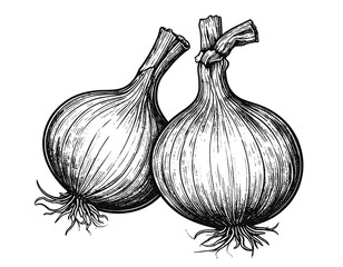 Two detailed hand-drawn onions