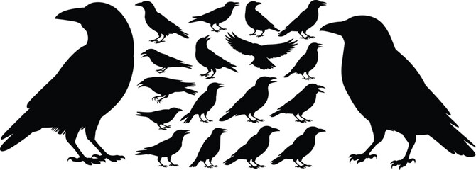 Black crow silhouettes set, flying and perched birds, raven shapes, vector illustration of dark bird outlines on white background
