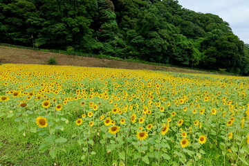 Fototapeta premium 横須賀, くりはま花の国のひまわり畑 