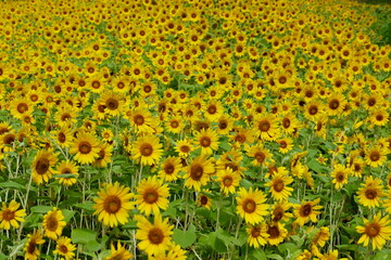 横須賀, くりはま花の国のひまわり畑
