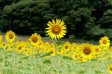 Fototapeta premium 横須賀, くりはま花の国のひまわり畑 