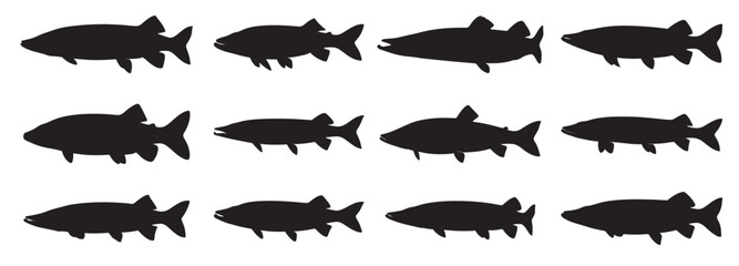 muskellung fish silhouette white background vector illustration