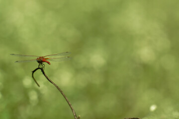 Vibrant Red Dragonfly Perched in Countryside Nature