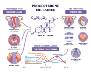 Progesterone brief diagram showing the hormones role in menstrual cycle and pregnancy, key objects, molecule, uterus, cycle chart. Outline diagram