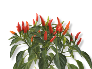 Red chili peppers on a tree branch on transparent background.