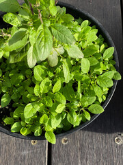 Young basil plants seedlings in germination tray top view. Homegrown organic basil herbs.