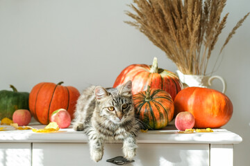 Cute striped kitten relaxes with its paws dangling over edge of white table, surrounded by pumpkins, apples and dried plants. Perfect for conveying cozy, playful and heartwarming fall or harvest theme