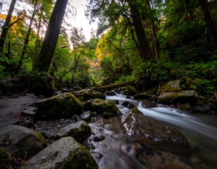 Lush Forest Stream Flowing Over Mossy Rocks