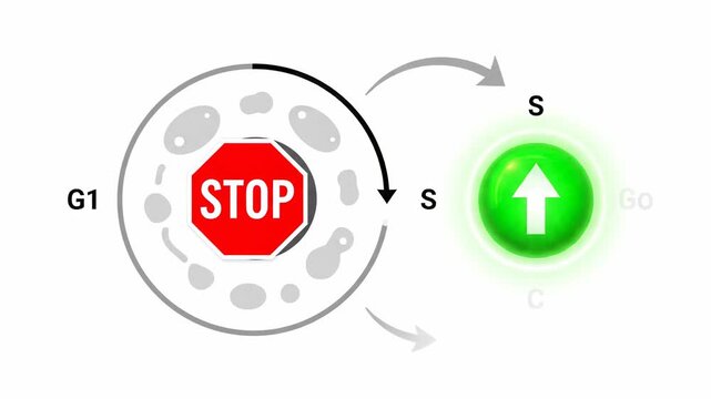 Biological Process of G1 Checkpoint and S Phase Entry.