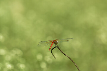 Red Dragonfly Sitting on Branch in Nature