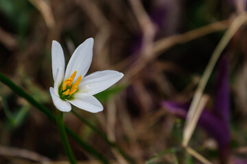 可憐に咲くタマスダレの花