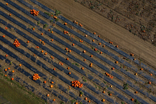 Aerial view of vibrant orange pumpkins scattered across dark, patterned fields create a striking autumnal tapestry, Southampton, New York, United States.