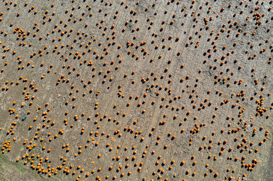 Aerial view of a patchwork of harvested pumpkins lying scattered across the fields, a burst of orange against the muted earth tones, Southampton, New York, United States.