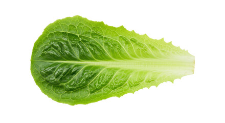 Fresh romaine lettuce leaf PNG isolated, vibrant green vegetable for salads and healthy eating on transparent background