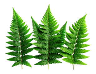 Five vibrant green fern fronds against a stark black background, showing detailed texture