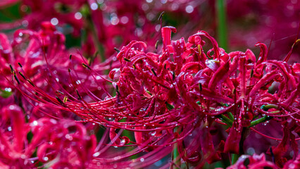 朝露に濡れる曼珠沙華　秋の花