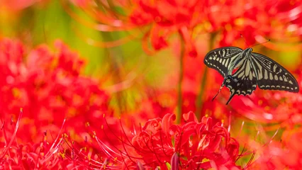 Fotobehang Rood 彼岸花から飛び立つアゲハチョウ　絶景  © Yuuki Kobayashi