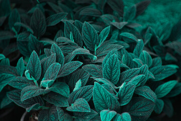  transformative tree of dark blue and sea green shades, symbolizing regeneration balance and renewal in 2026 blending nature design and digital progress for a mindful future. Trends Color background.