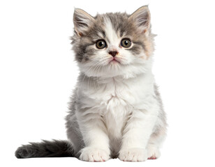 Fototapeta premium Adorable Fluffy Kitten Sitting Playfully, Transparent Background PNG