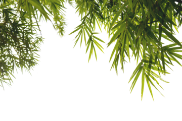 Bamboo leaves and branches isolated on transparent background