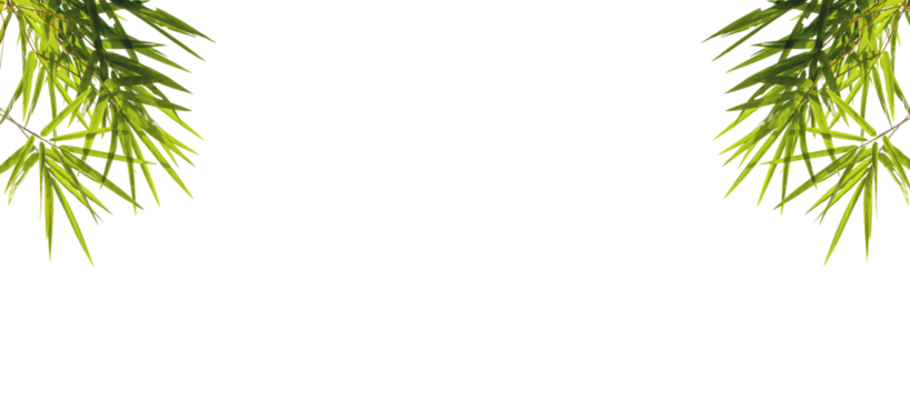 Bamboo leaves and branches isolated on transparent background