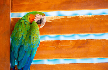 Macaw parrot close-up. The multi-colored parrot sits on a wooden fence.