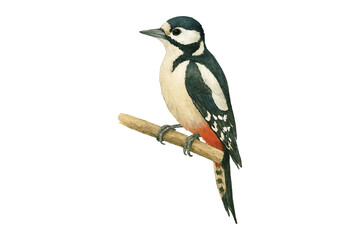 Adobe Illustrator Artwork