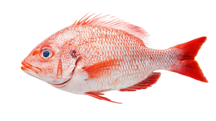 Red Snapper Fish Isolated