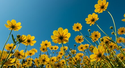 Field of yellow flowers under a clear blue sky