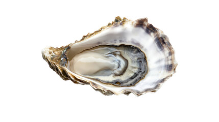 seashell isolated on white