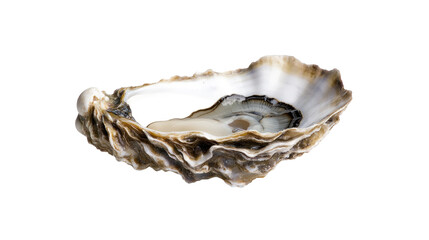 seashell isolated on white