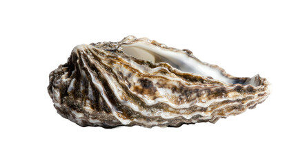 seashell isolated on white