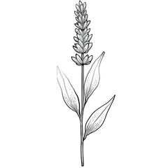 Obraz premium White Line Drawing of a Flower on Black Background