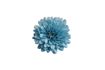 Light Blue Pixelated Flower On Black Background