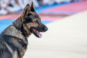 A casual shot of a German Shepherd (Anjing Helder), a guard dog. The dog is resting at its work station, conveying a sense of security and calm.