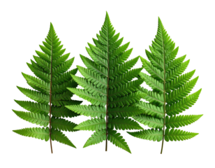 Three symmetrical green fern fronds with intricate details, set on a black backdrop