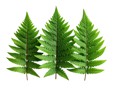 Three symmetrical green fern fronds with intricate details, set on a black backdrop