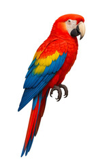 Fototapeta premium Red Blue Yellow Macaw Parrot Full Silhouette Cutout Transparent PNG