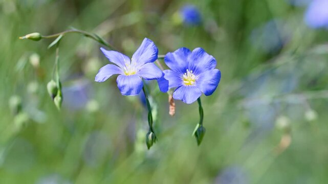 Video of flax flowers in a meadow