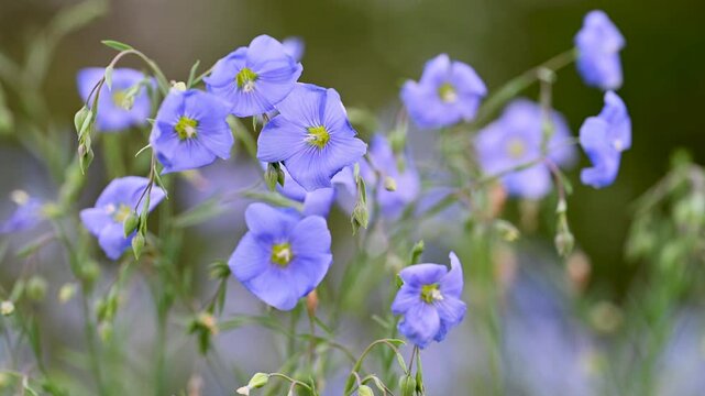 Video of flax flowers in a meadow