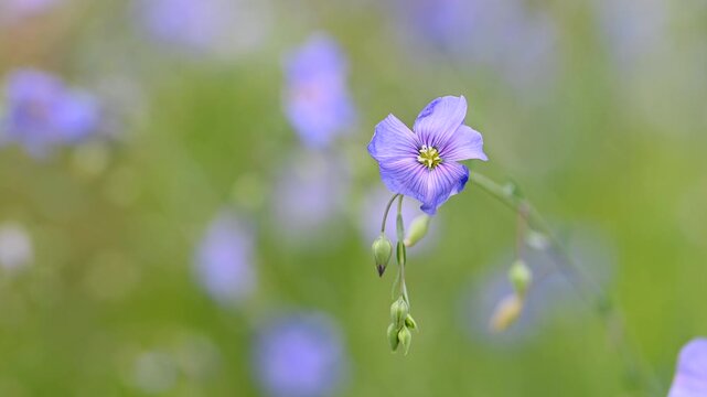 Video of flax flowers in a meadow