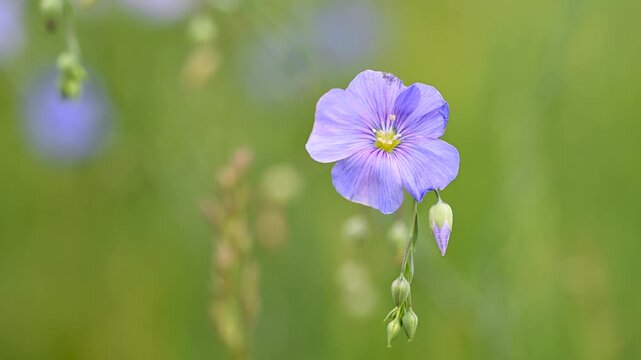 Video of flax flowers in a meadow
