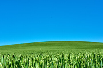 Green, blue sky and field of grass in countryside for sustainability, nature and environment. Background, landscape and meadow with plants for ecosystem, growth and scenic view for destination