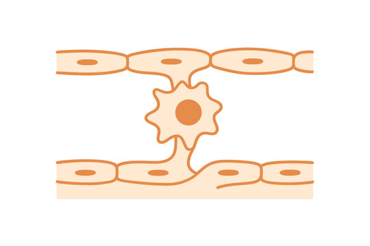 Immune cell migrating through blood vessel wall in a biological process