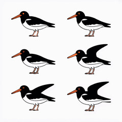 Fototapeta premium A beautiful varieties seabirds silhouette.