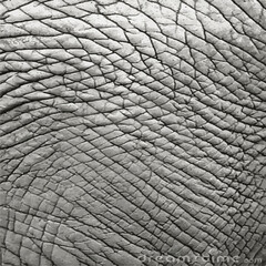 elephant skin background