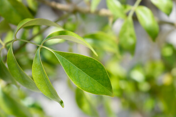 Bower plant leaves - Latin name - Pandorea jasminoides
