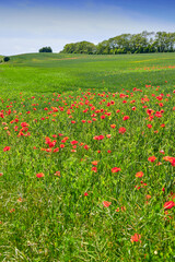 Nature, grass and red flowers outdoor in field for growth, agriculture or sustainability. Farm, organic and poppies with plants for horticulture in countryside for natural environment in Denmark.