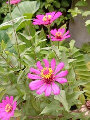 Obraz premium pink flowers in the garden